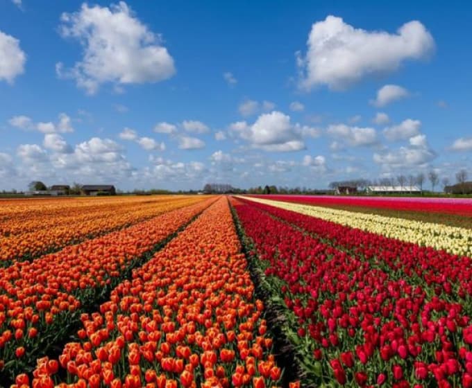 Thumbnail Image Facts about tulips in Estates of Hidden Creek